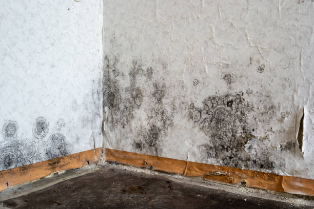 Professional Mold Removal in Salmon Brook, CT